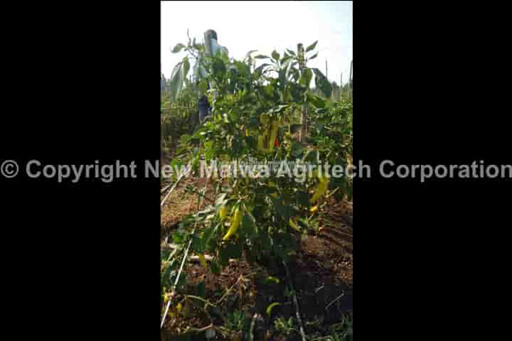 herbal antivirus for leaf curl in plants in india